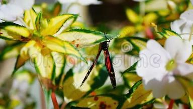 美丽的橙色和黑色的帝王蝴蝶danausplexippus在花园里一朵不耐烦的花上<strong>展翅</strong>飞翔